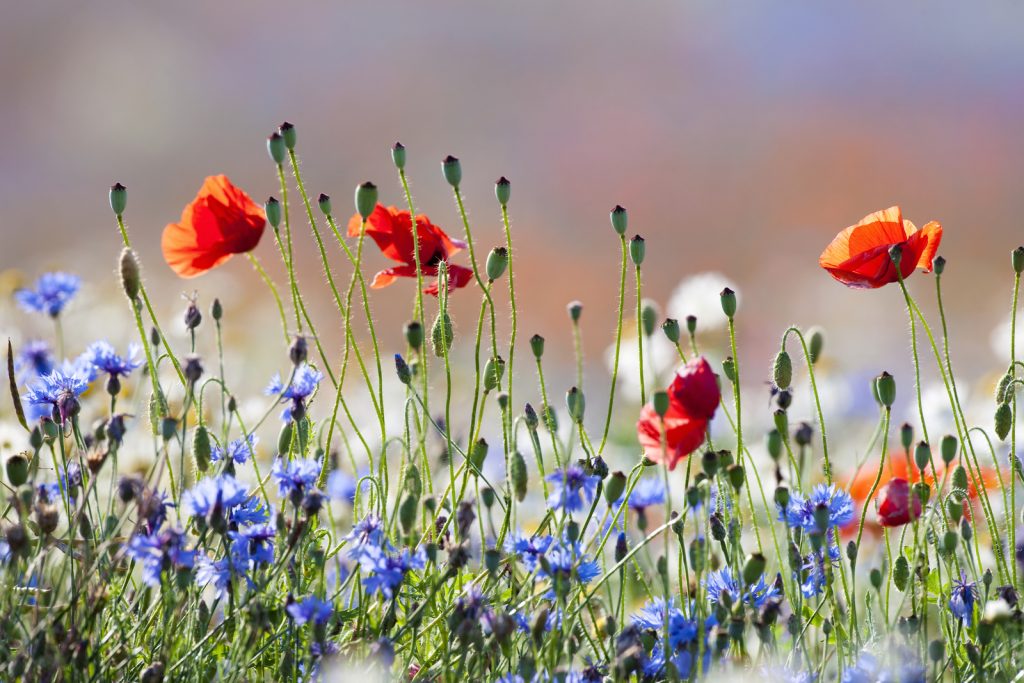 Wild Flower image of abundance